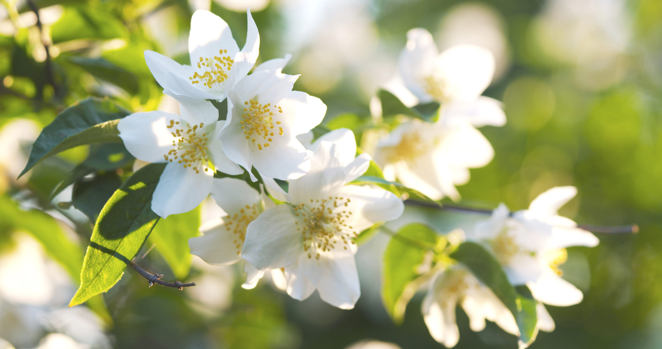 Witte bloemen als symbool van rust en puurheid bij een uitvaart