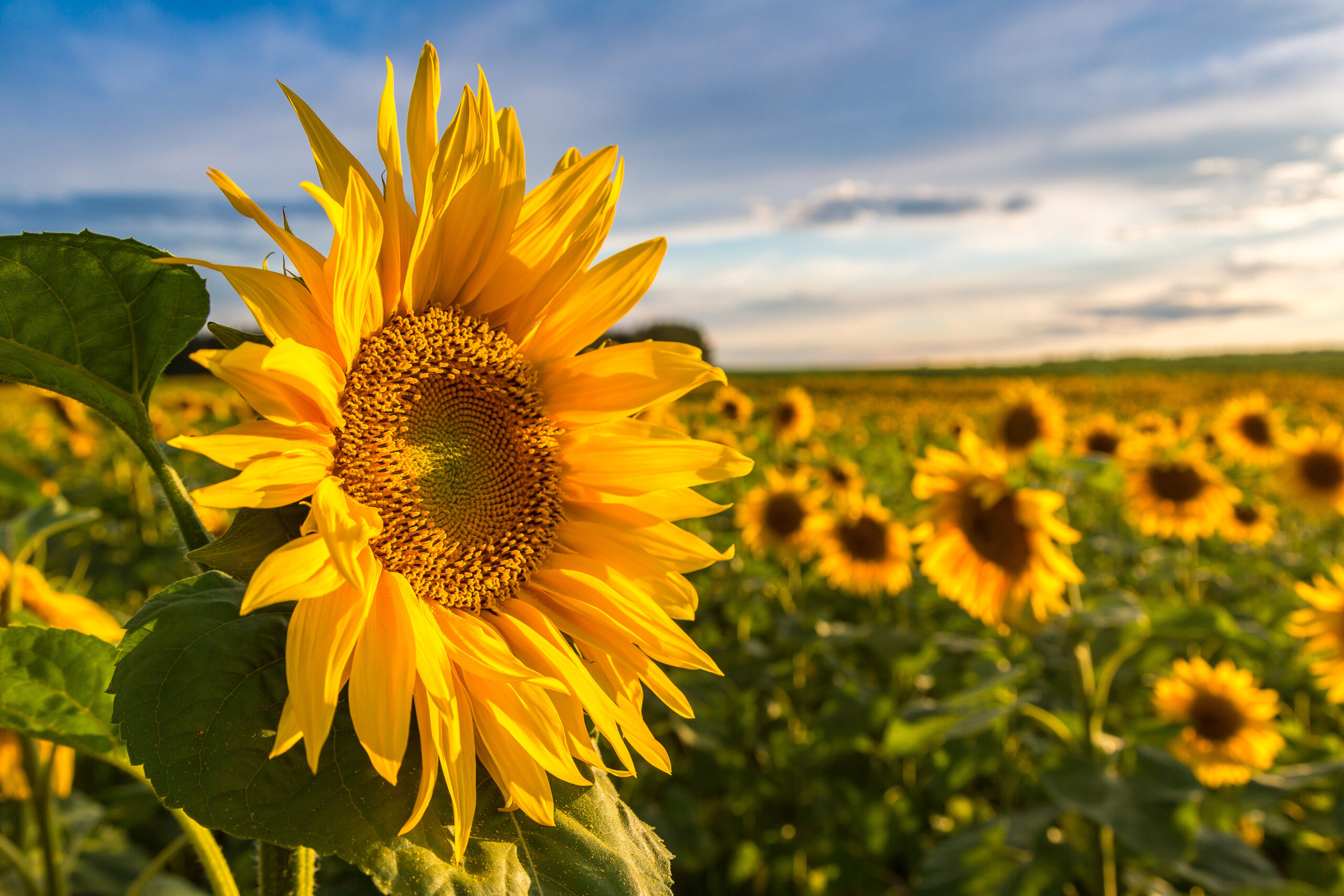 Gele bloemen zoals zonnebloemen als symbool van warmte en troost bij een uitvaart
