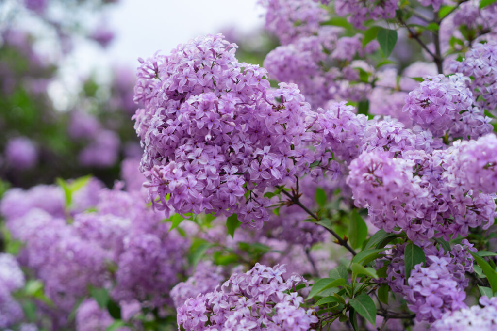 Paarse bloemen zoals seringen als symbool van herinnering en verbondenheid bij een uitvaart