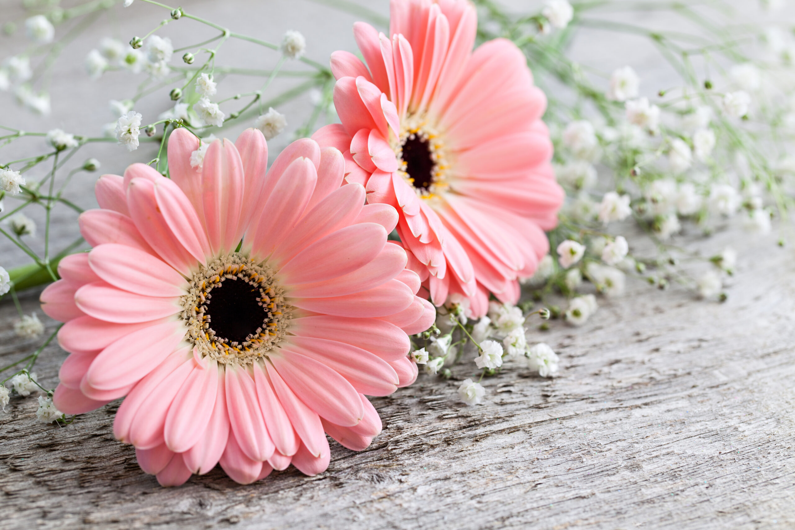 Roze bloemen zoals gerbera’s als symbool van liefde en troost bij een uitvaart