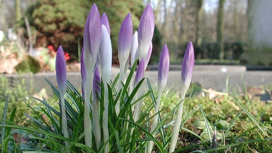Paarse krokussen in het voorjaar op begraafplaats eikenhof in Heemskerk